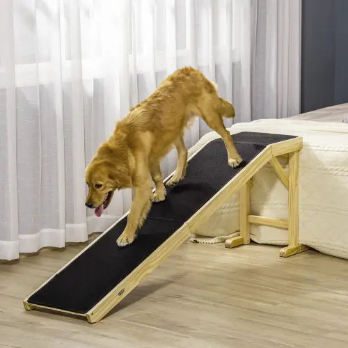 Un golden retriever utilise une rampe pour animaux de compagnie en bois à cadre noir, avec une plateforme en tapis antidérapant, afin de monter sur le lit.