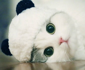A fluffy white cat with striking green eyes wearing a panda pet hat fluffy cat costume white animal headwear rests its head on a surface.
