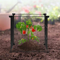Black metal garden cage with rust-proof finish protecting a tomato plant from the 5-pack metal plant protectors