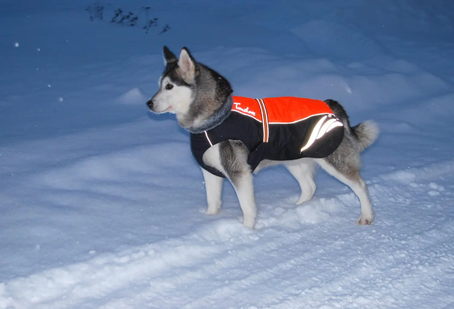 A black and orange reflective led waterproof dog down jacket with white trim designed for winter warmth.