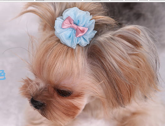 A delicate light blue organza bubble dog hair bow with a pink satin ribbon center adorns the fluffy tan fur of a small dog as a pastel pet accessory.