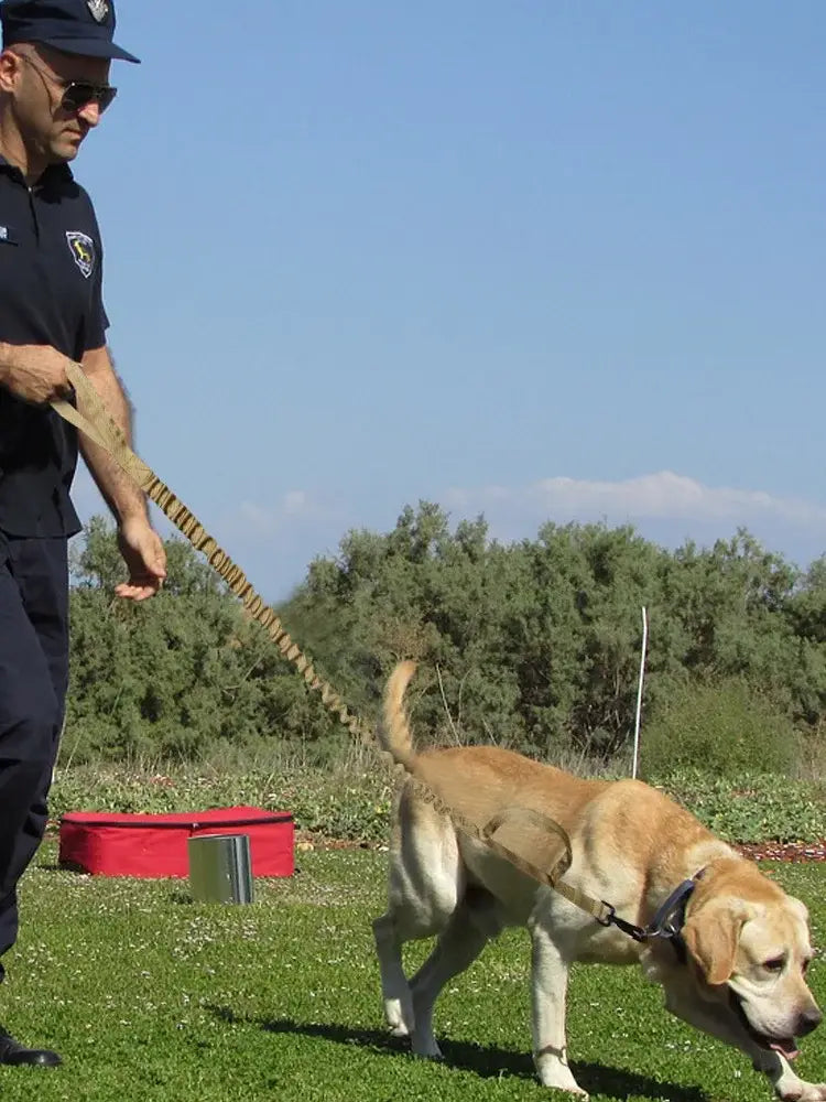 Un labrador tan portant un collier et un harnais noirs est guidé par un maître utilisant une laisse tactique en bungee élastique pour chien à doubles poignées de contrôle, conçue pour des promenades sûres et contrôlées.