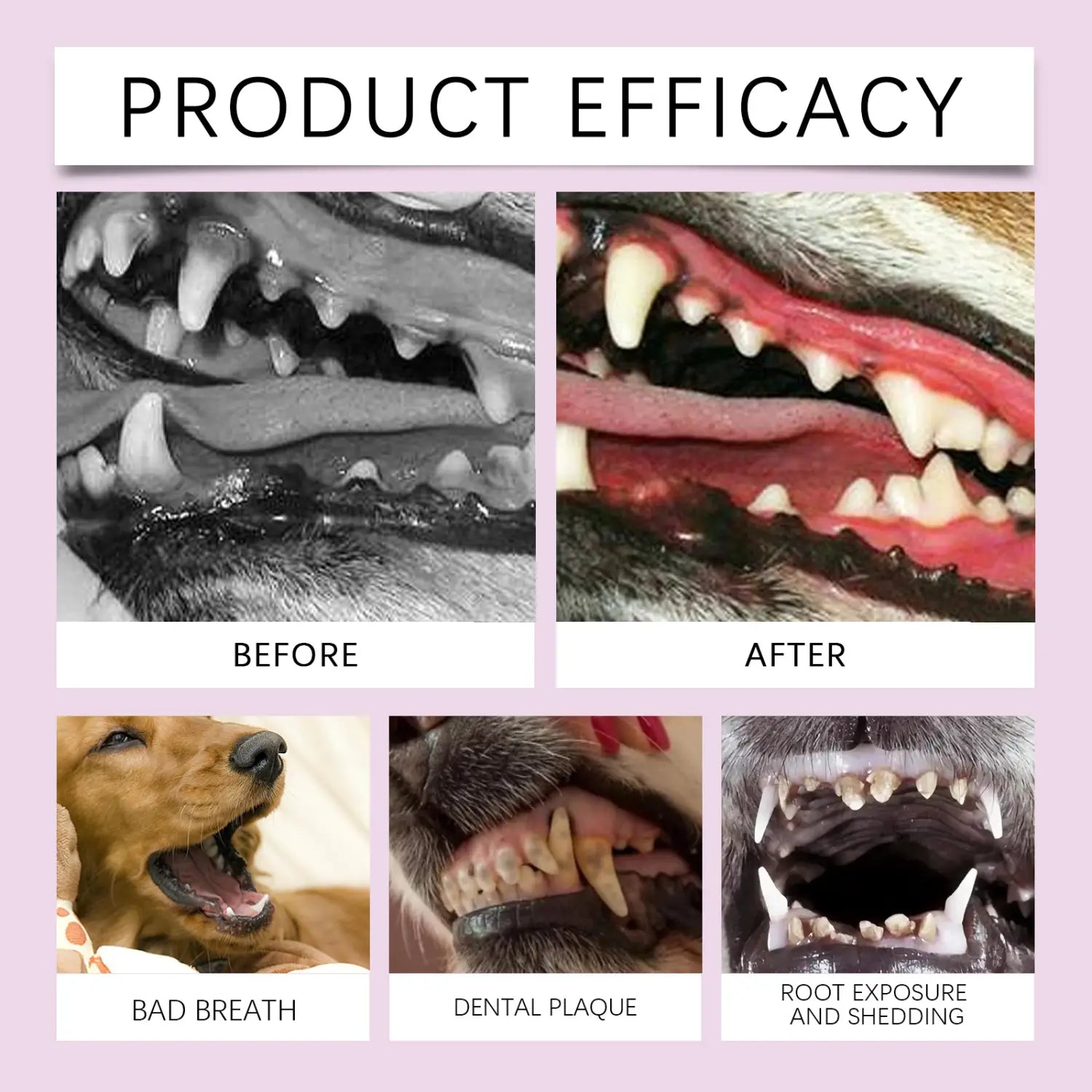 Spray dentaire pour animaux de compagnie pour l’hygiène bucco-dentaire et le rafraîchissement de l’haleine, illustrant des images avant et après d’un chien avec des dents plus propres et une accumulation de plaque réduite, pour une meilleure hygiène bucco-dentaire.