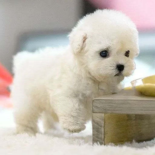 A fluffy white bichon frise interactive plush robot puppy with soft curly fur and sound and music features.