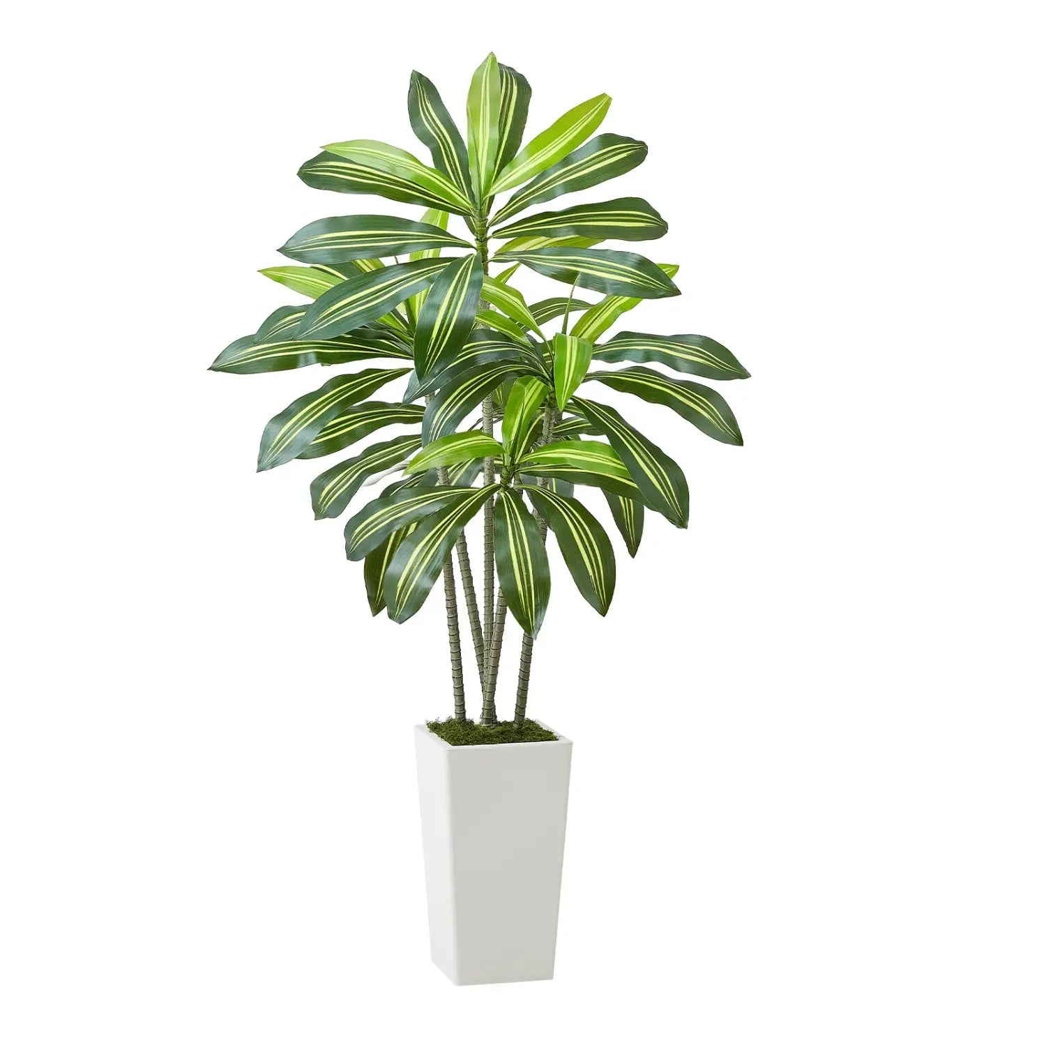 Artificial dracaena tree with tall variegated green and yellow leaves in a sleek white rectangular planter standing 5 feet tall.