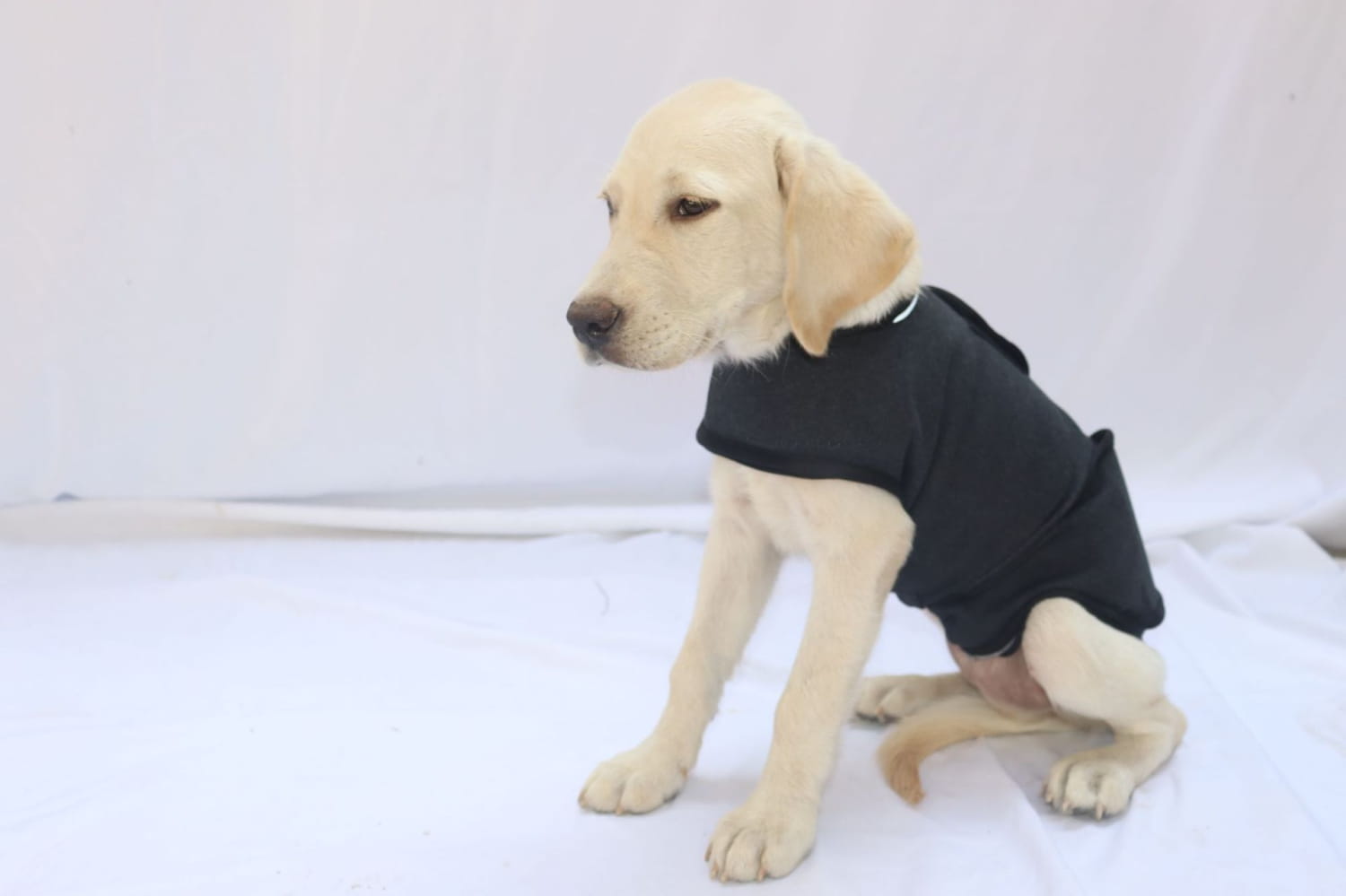 a light yellow labrador puppy wearing a black snug-fitting dog anxiety jacket and breathable thunder vest designed to reduce stress and provide comfort.