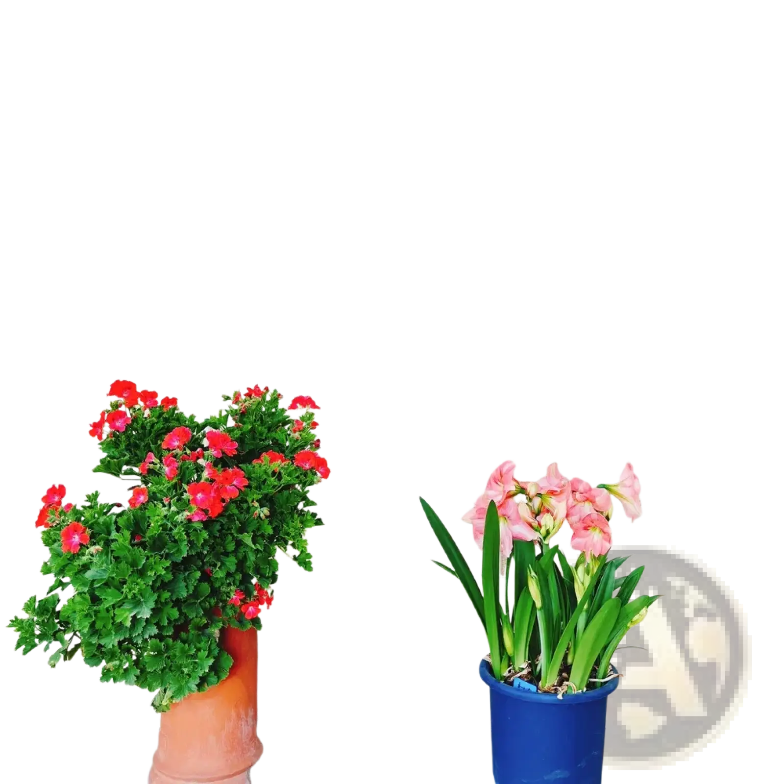 White metal garden trellis 2 pack with arched support and floral vine patterns for outdoor plant decoration