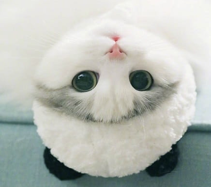 A fluffy white cat with striking black eyes and a pink nose sits upright on its tiny black paws wearing a white fluffy panda pet hat costume designed as animal headwear.