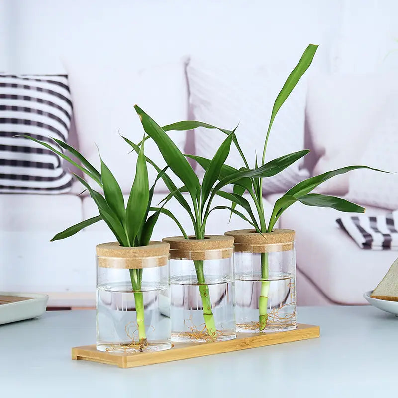 Three clear glass hydroponic vases with cork bamboo lids each contain a green lucky bamboo plant in water.