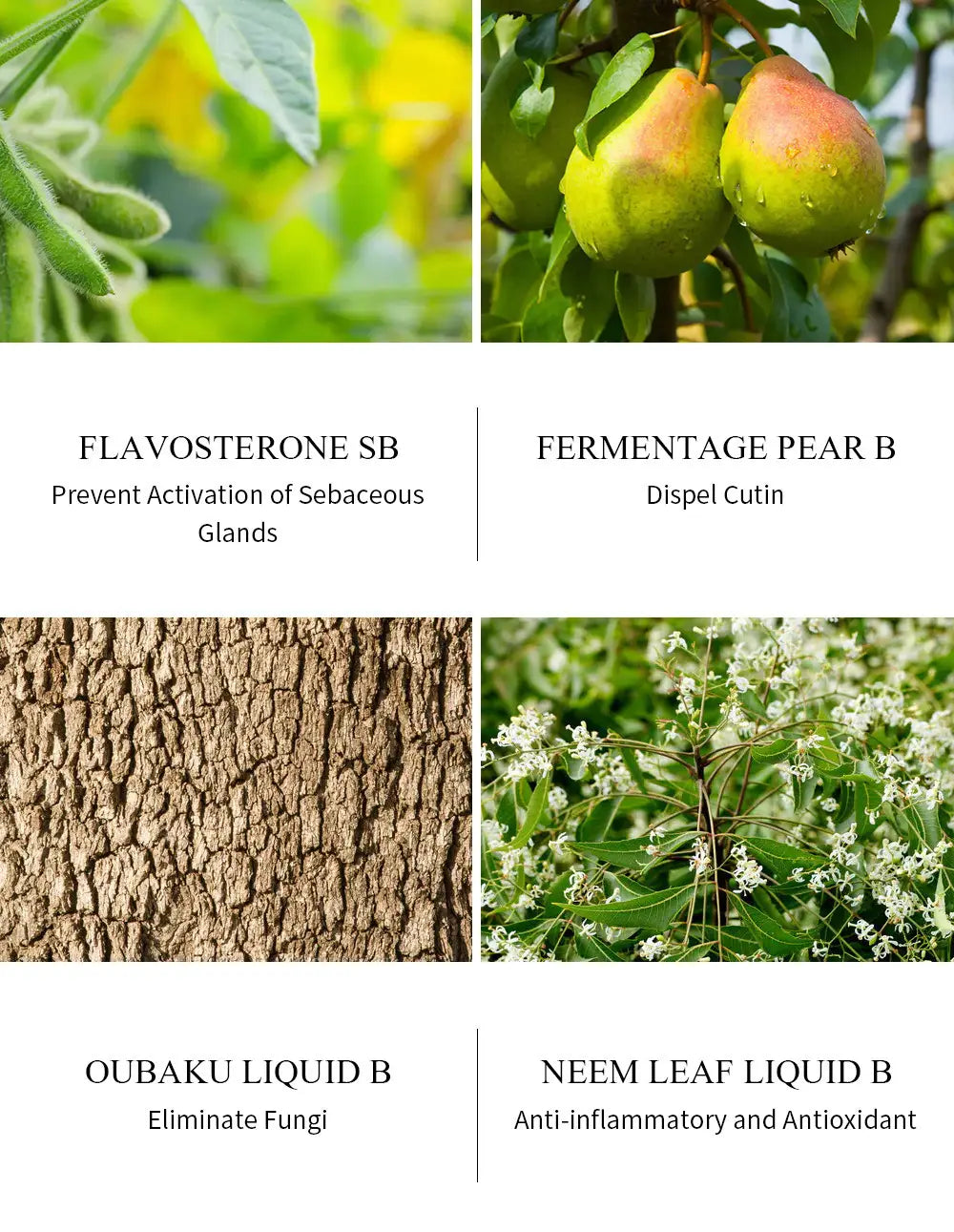 the back side of a tea tree acne treatment face and neck cream 20g displaying key botanical ingredients flavosterone sb, fermentage pear b, oubaku liquid b, and neem leaf liquid b.