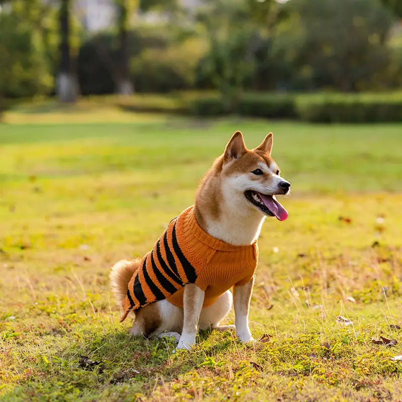 Orange and black striped knitted sweater for a Shiba Inu dog designed as a Halloween dog sweater pumpkin knit pet costume.