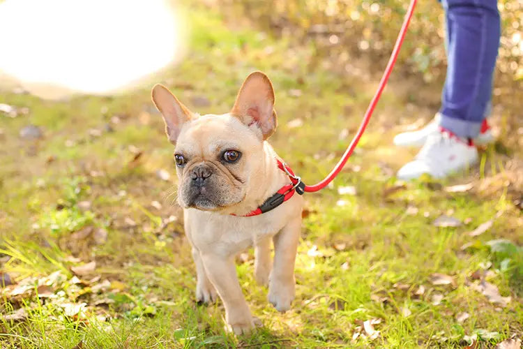 Un bulldog francés color cervato claro con orejas erguidas y hocico negro, que lleva un arnés rojo y demuestra una correa para perro de nailon trenzado adecuada para mascotas pequeñas y grandes.