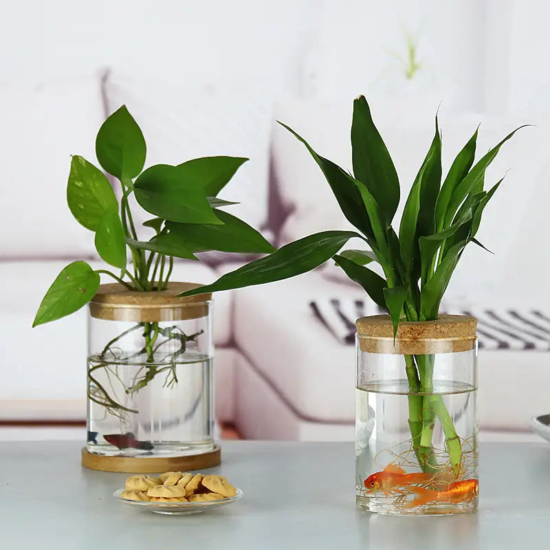 Two clear glass hydroponic vases with bamboo cork lids each containing a different green plant immersed in water.