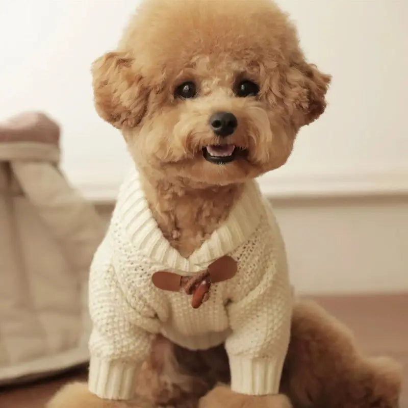 A fluffy tan poodle wearing a cream-colored knitted dog sweater with a brown bow tie designed for pet winter apparel.