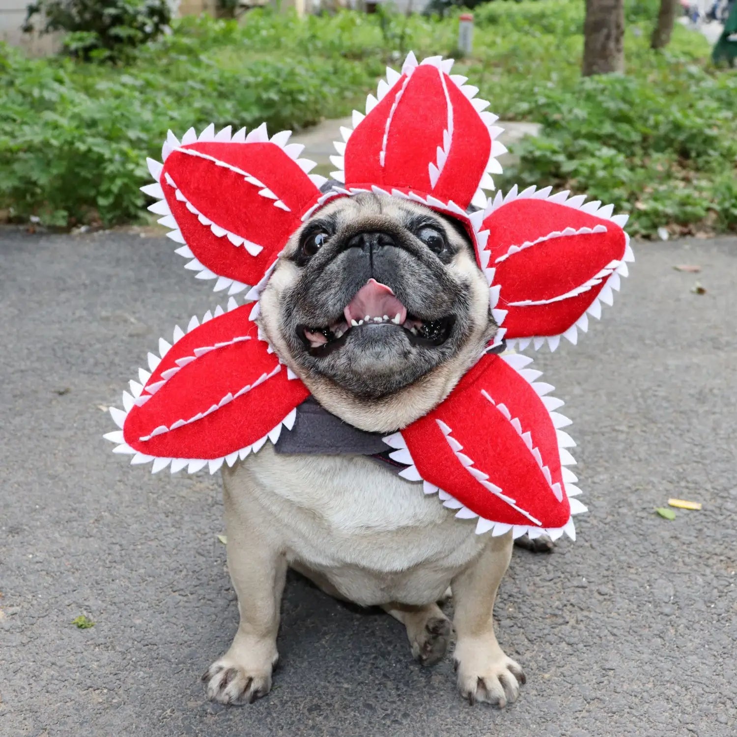 A pug wearing a red plush carnivorous flower dog hat costume with white serrated edges and black stitching.