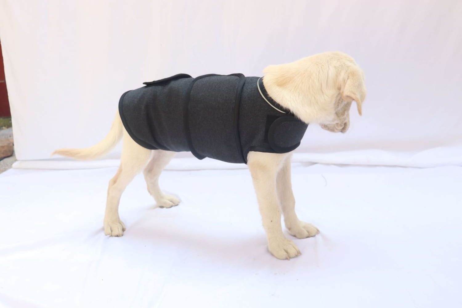 black padded dog coat with adjustable straps and sleek fitted design shown from the back for anxiety relief and breathable thunder vest use