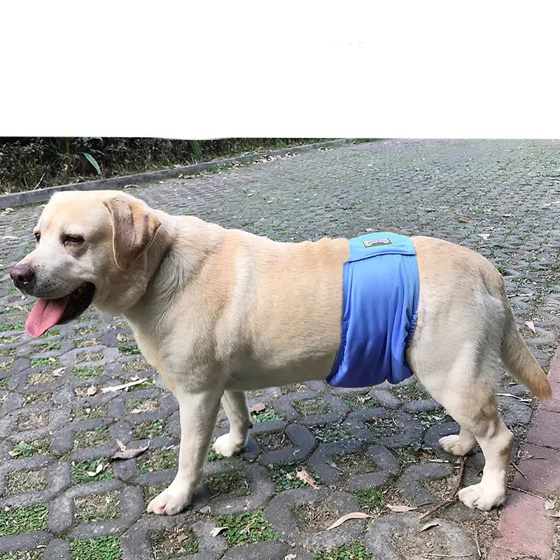 Blaues waschbares männliches Hundewindelhöschen, hygienischer Gürtel aus Stoff mit verstellbaren Trägern und einer kleinen Metall-Schnalle.