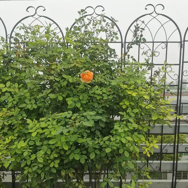 A vibrant orange rose blooms amidst lush green foliage supported by a metal garden trellis 4 pack 71 inch arched iron support designed for outdoor gardening.