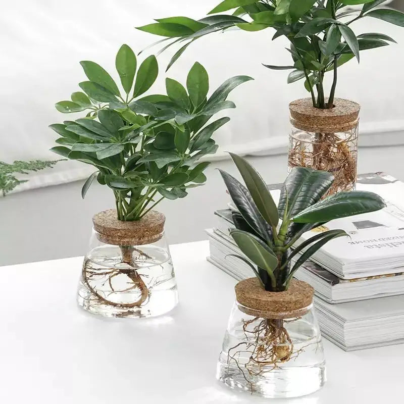 clear glass hydroponic glass vases with cork lids each containing a small green leafy plant for indoor plant display