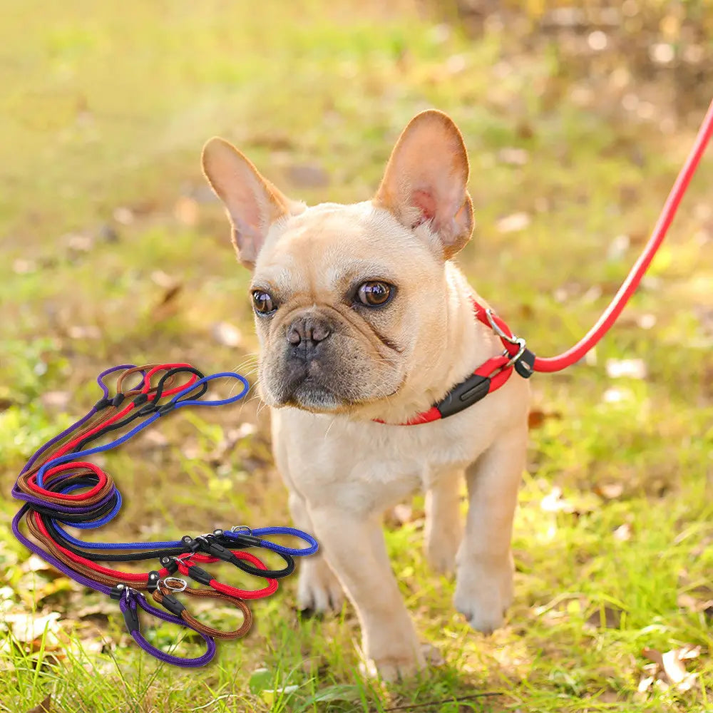 Correa para perro de nailon trenzado rojo con herrajes de plástico negro, usada por un bulldog francés, adecuada para mascotas pequeñas y grandes.