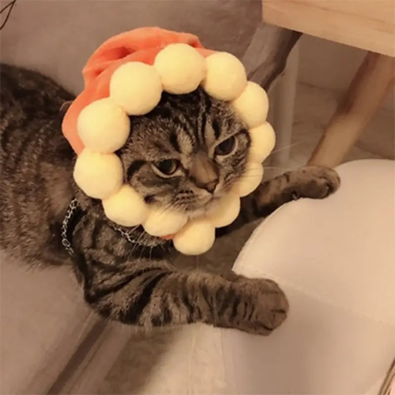 A tabby cat wearing a warm pumpkin cat hat with orange and cream pom-poms as festive pet costume headwear.