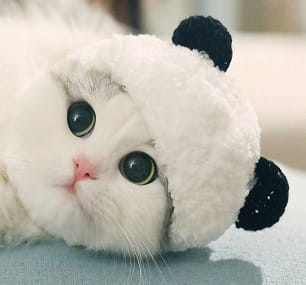 A fluffy white cat wearing a soft plush panda hat with black ears in a panda pet hat fluffy cat costume white animal headwear.