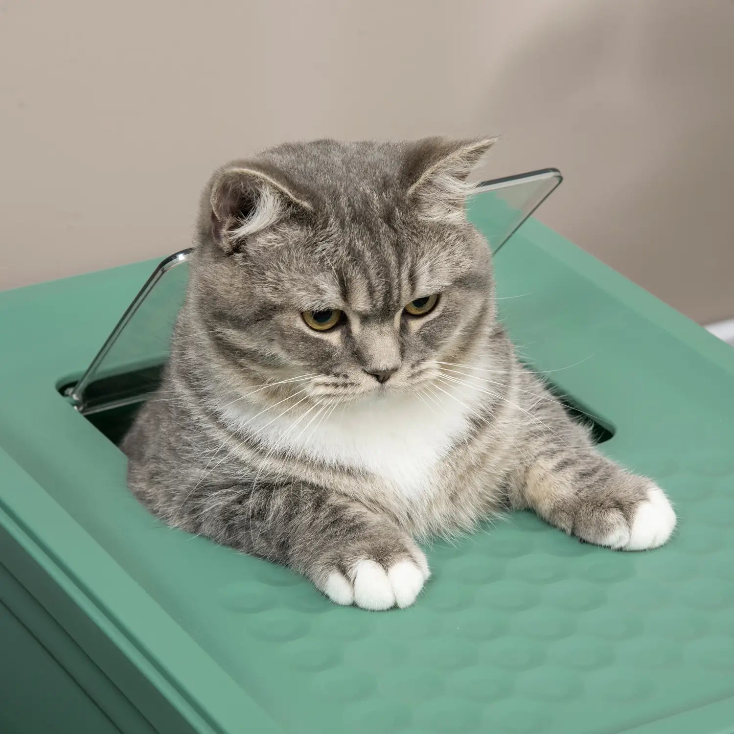 Grau getigerte Katze mit weißer Brust und Pfoten, die in einer türkisfarbenen Pawhut-geschlossenen Kunststoff-Katzenstreu-Box mit Schöpfer ruht. Entwickelt zur Geruchskontrolle und für mehr Privatsphäre.