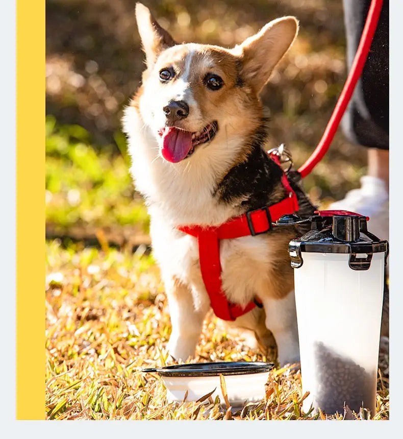 Ein Corgi mit rotem Geschirr neben einem tragbaren Trinknapf für Hunde und einem faltbaren Futter- und Trinknapf, ausgelegt für den Outdoor-Einsatz.