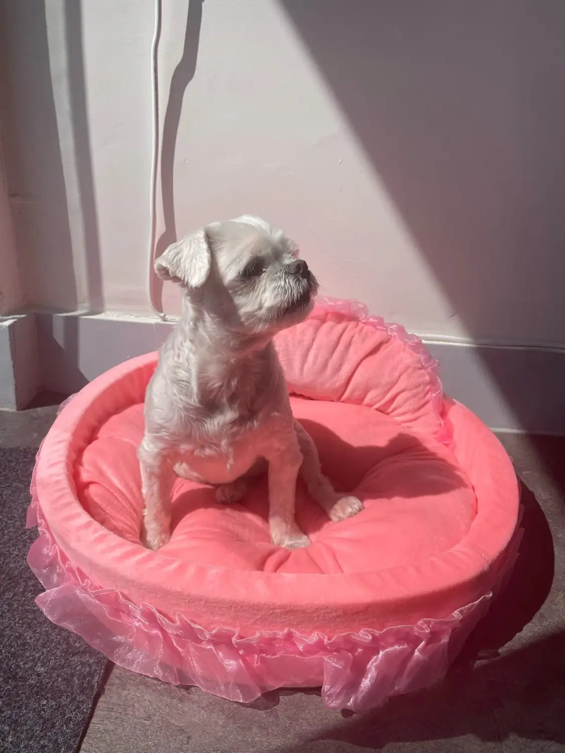 A fluffy white dog sits in a princess pink lace pet bed for dogs and cats featuring ruffled edges and a soft cushioned interior.