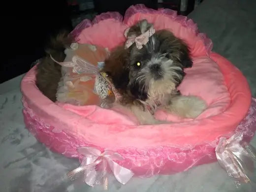 A fluffy brown and white puppy with a pink lace bow rests comfortably in a plush bright pink satin ribbon princess pink lace pet bed for dogs and cats.