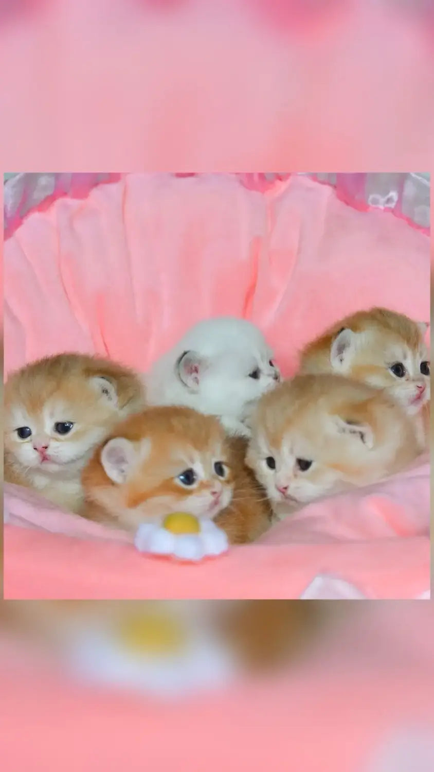 five fluffy ginger and one white kitten nestled together on a soft pink fabric in a princess pink lace pet bed for dogs and cats.