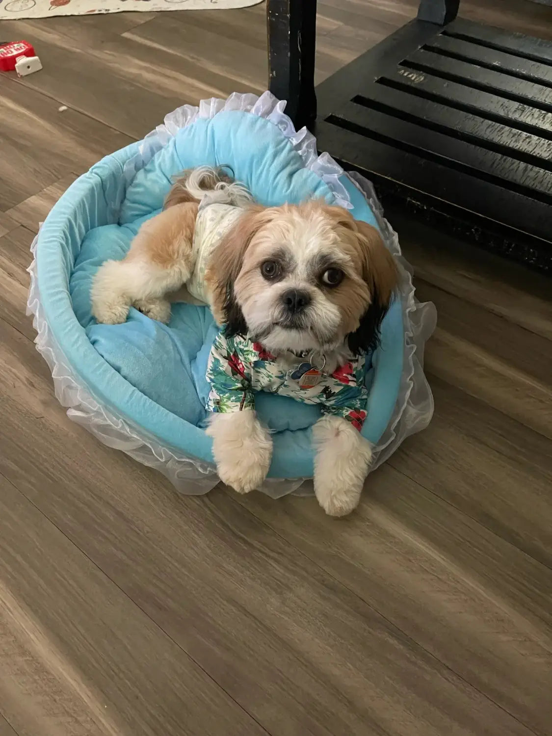 Light blue pet bed with white ruffled trim and plush cushioning designed as a princess pink lace pet bed for dogs and cats.