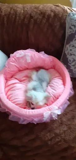 Princess pink lace pet bed with pink ruffled edges featuring a sleeping gray and white puppy nestled inside for dogs and cats.