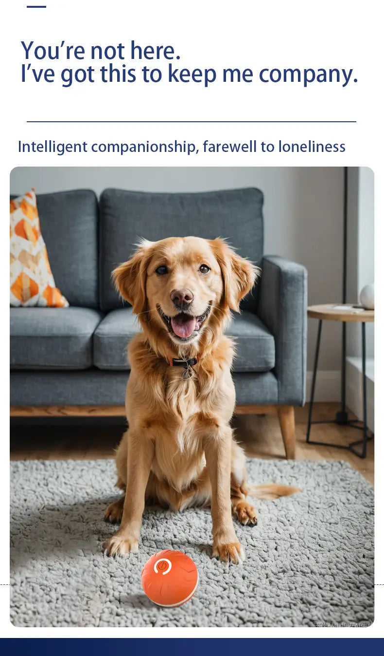 golden retriever with floppy ears and a happy expression wearing a black collar with a small tag next to an interactive ball dog toy with led lights designed for engaging ball dog play.