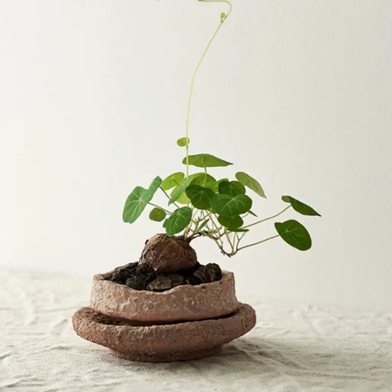 Ein handgefertigter Keramik-Blumentopf mit Untersetzer aus rustikalem Terrakotta, mit strukturierter, erdiger Oberfläche, der eine kleine grüne Pflanze mit runden Blättern und schlanken Stielen enthält.