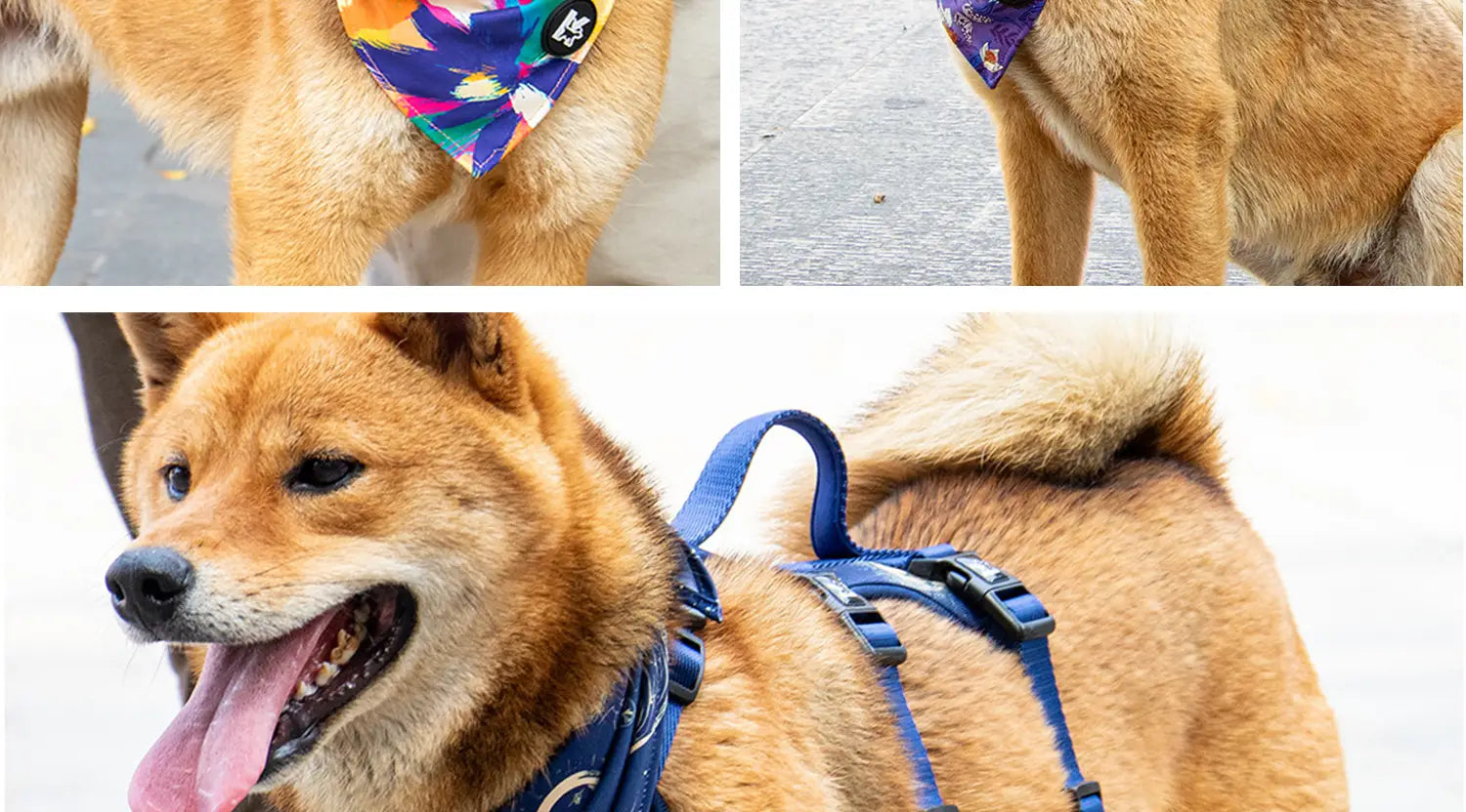 Harnais pour animal de compagnie en nylon bleu avec sangles de circonférence du cou réglables et fermetures à boucles inclus dans un ensemble de collier et de laisse pour animal de compagnie.