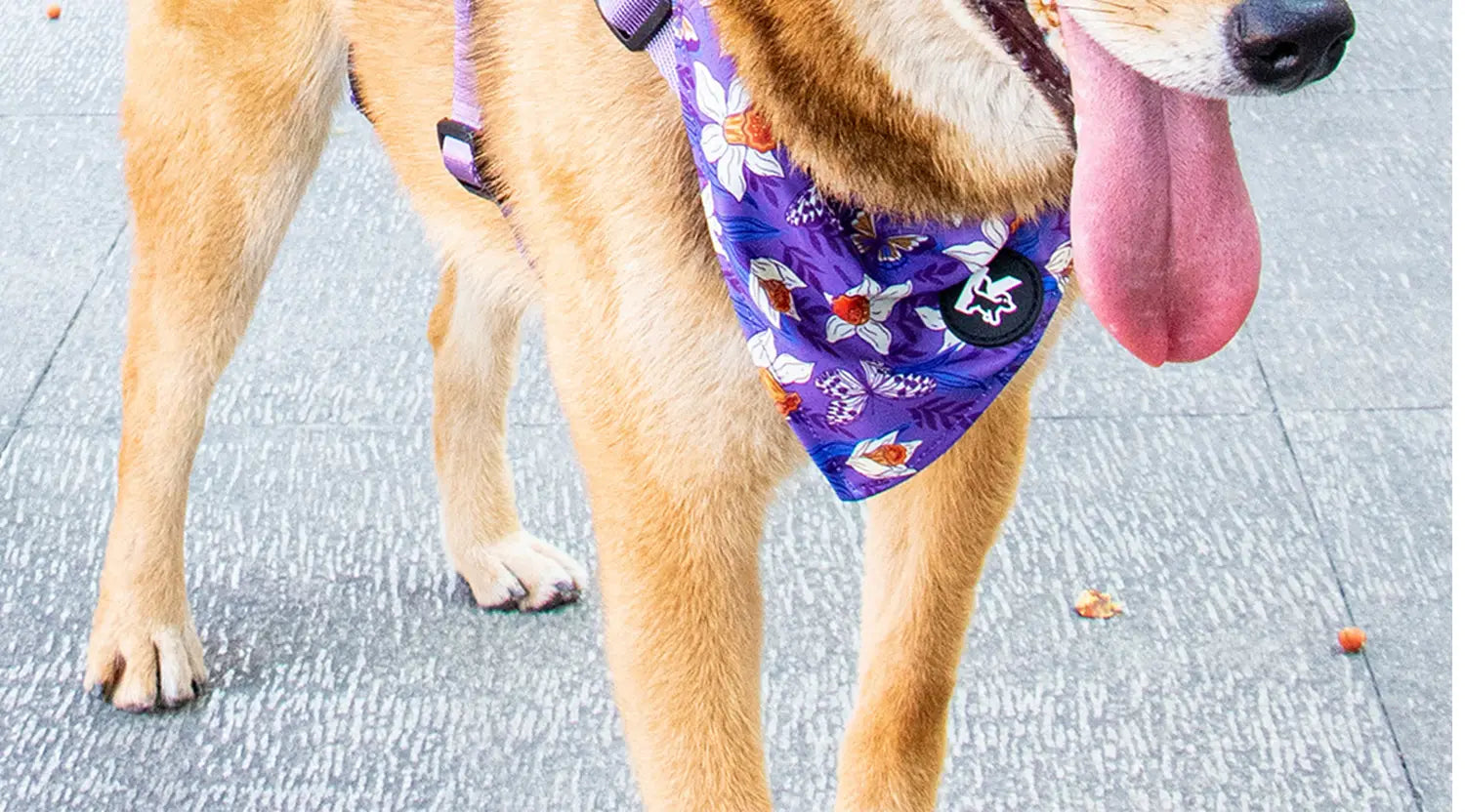 Collier pour animal de compagnie violet à fleurs avec circonférence du cou réglable, comportant un bouton circulaire noir avec un motif d’étoile, faisant partie d’un ensemble de harnais pour animal de compagnie incluant une laisse pour animal de compagnie assortie.