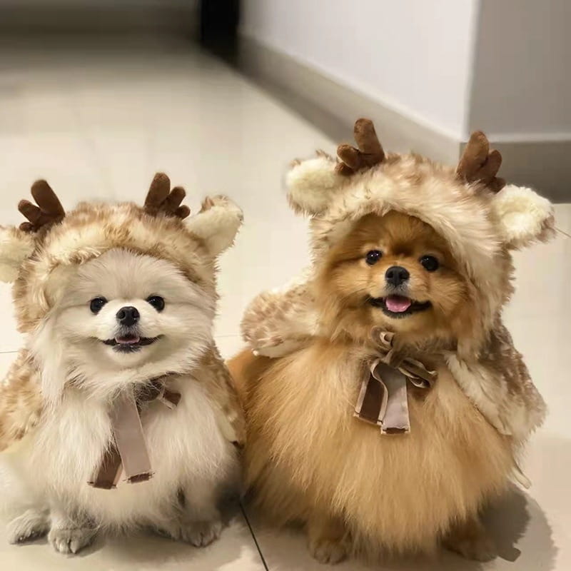 two fluffy pomeranians wearing matching beige faux-fur reindeer pet dog clothes with brown antlers and bows designed for winter use
