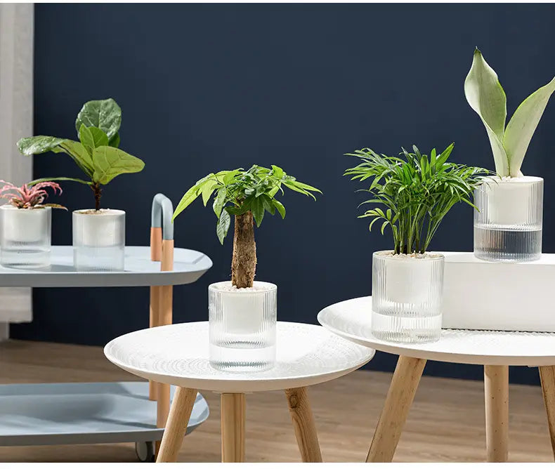 klare gläserne selbstbewässernde Indoor-Pflanzentöpfe mit vertiefter Rippentextur, jeweils mit einer anderen Grünpflanze für die Nutzung auf dem Schreibtisch