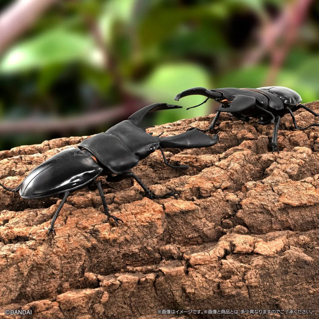 Original Bandai Biological Encyclopedia Gashapon Toys Stag Beetle Series 10 Phalacrognathus Muelleri Simulated Insects Model Toy