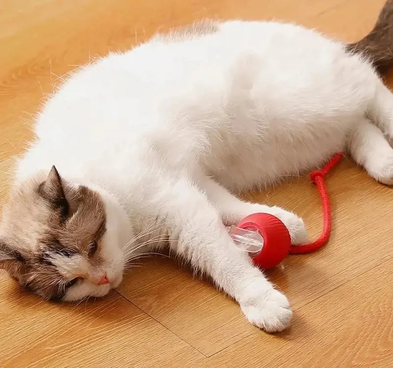 A red and clear plastic smart ball with a flexible cord designed for feline play featuring an indicator light stays for interactive pet entertainment.
