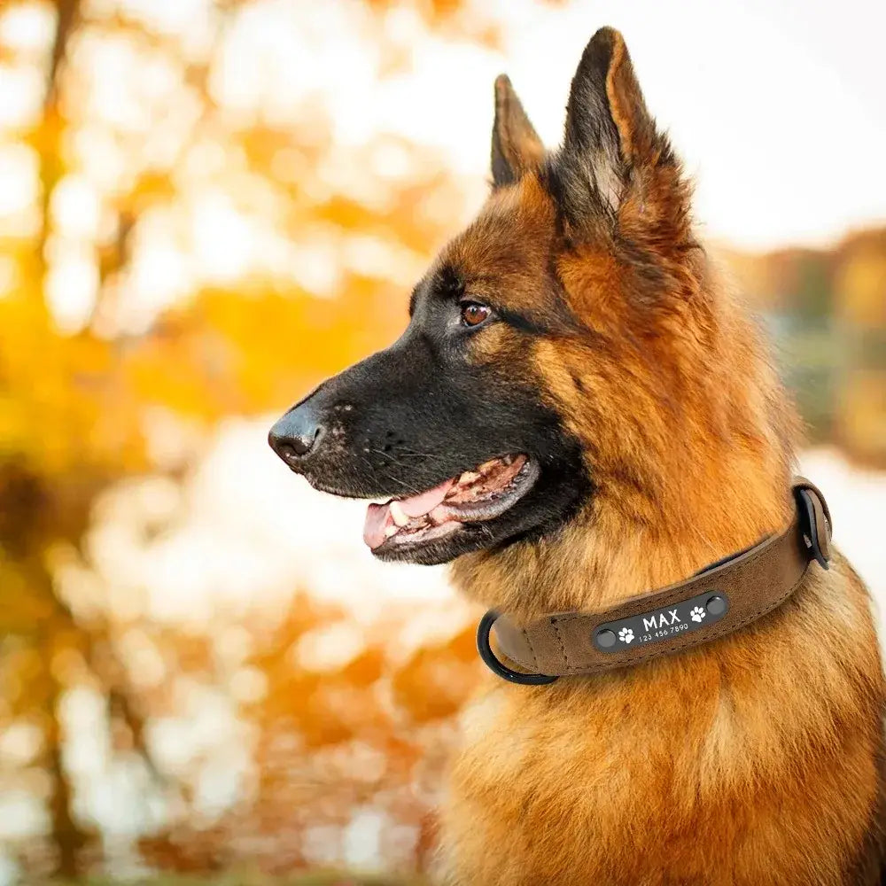 brown leather dog collar with engraved name max and paw print design showcasing customization information on a leather dog collar nameplate