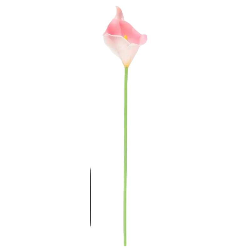 A pink calla lily flower bouquet with a gradient from pale to deep pink and a yellow center on a long green stem