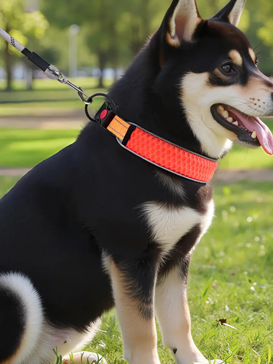 Leuchtend orangefarbener reflektierender Hundehalsband mit schwarzem Zierbesatz und silberner Schnalle, ausgelegt als verstellbarer Führgurt.