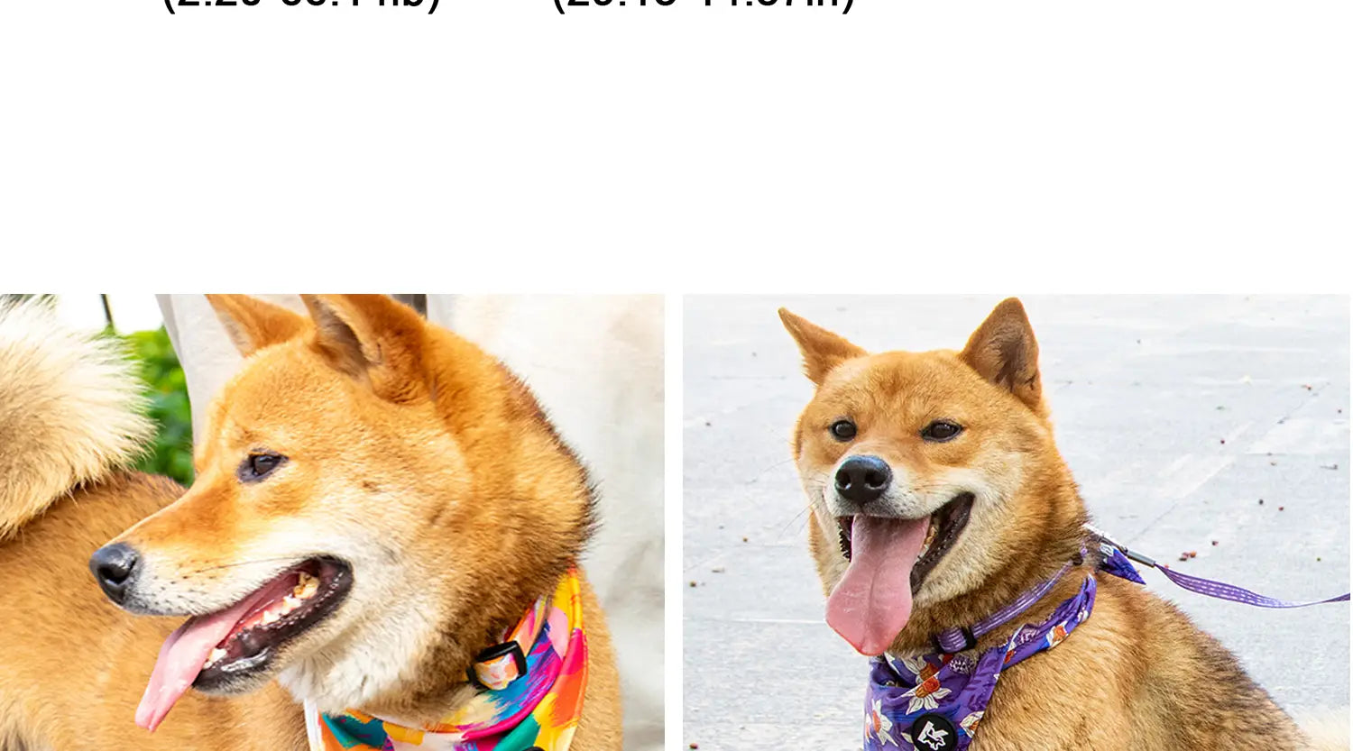 Un shiba inu joyeux portant un bandana à motifs colorés, modélisant un ensemble de harnais pour animal de compagnie réglable avec collier et laisse pour animal de compagnie, conçu pour un confort de circonférence du cou et une utilisation sûre
