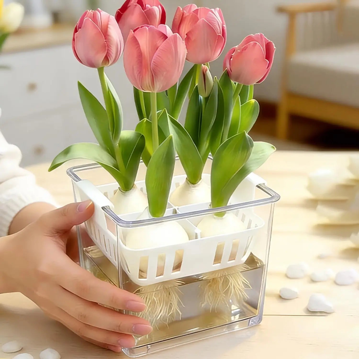 Transparenter Acryl-Hydroponik-Blumentopf mit weißen Kunststoff-Netztopf-Einsätzen in 4 Rastern, die rosa Tulpen in ihren Zwiebeln halten.
