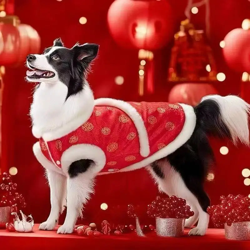 Un collie blanco y negro con ropa para mascotas con patrón tradicional chino para perros grandes, que presenta un abrigo festivo de terciopelo rojo con patrones circulares dorados y ribete blanco esponjoso.