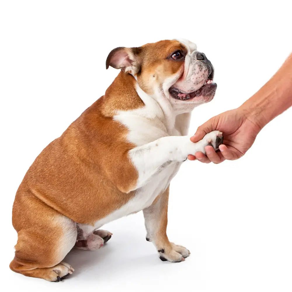 Un amable bulldog inglés marrón y blanco extiende su pata mientras utiliza una taza de cepillo limpiador de patas de silicona en tamaño mini para un lavado delicado de la pata.