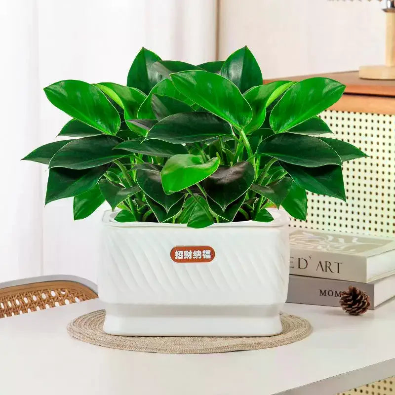 Self Watering Flower Pot Plastic Plant Pots Self Watering Planter Pot Vase For Home Decoration
