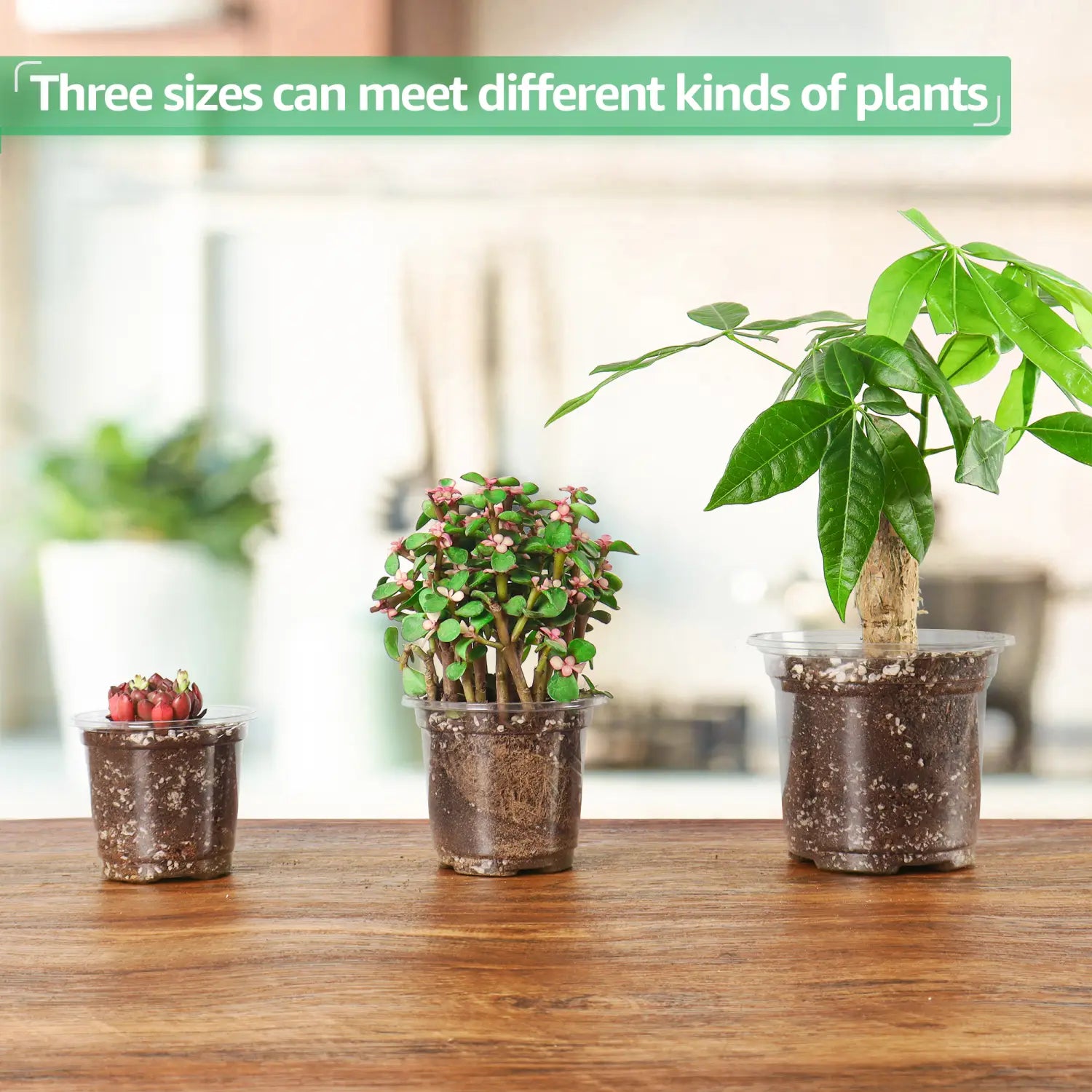 Trois pots de plantation en plastique transparent, avec trous de drainage, de tailles différentes, chacun contenant de la terre et différents types de plantes en pots, issus d’un ensemble de 30.